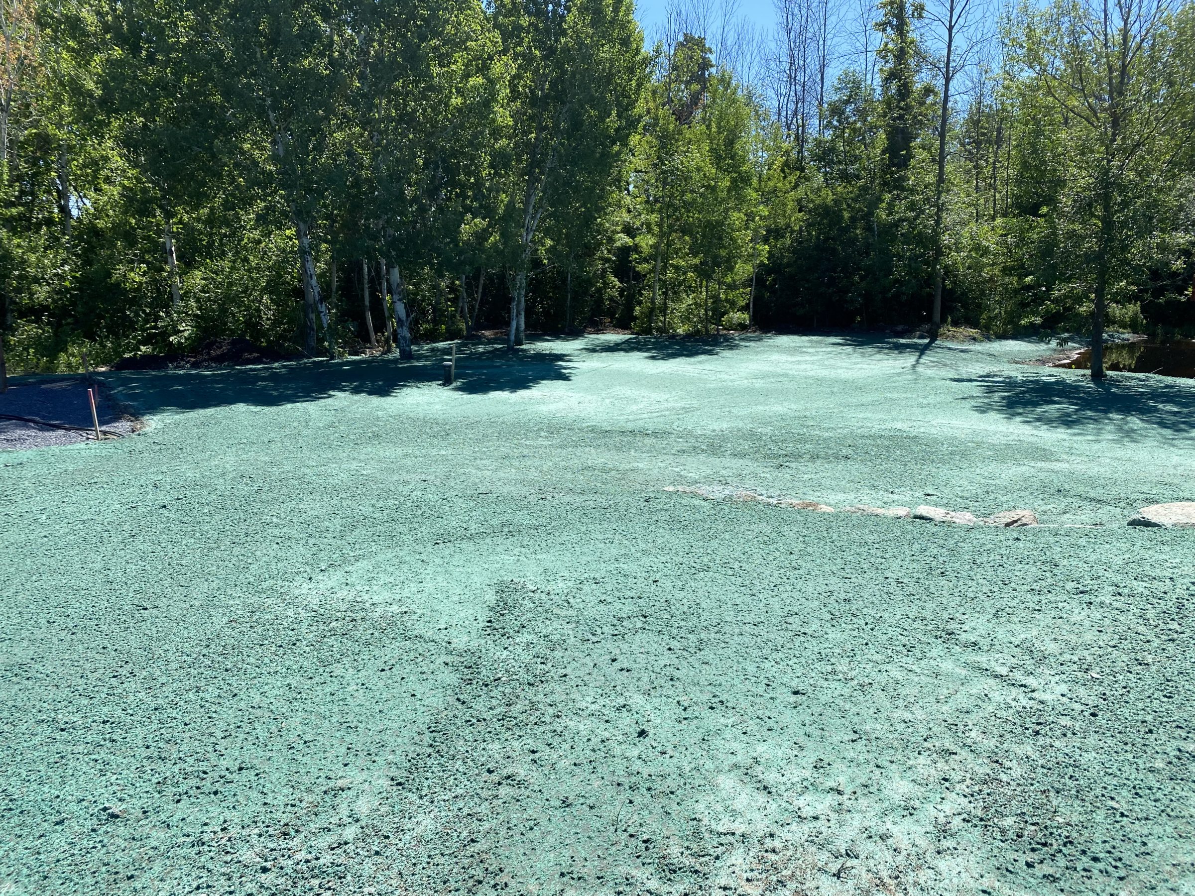Hydroseeded lawn area with surrounding trees.