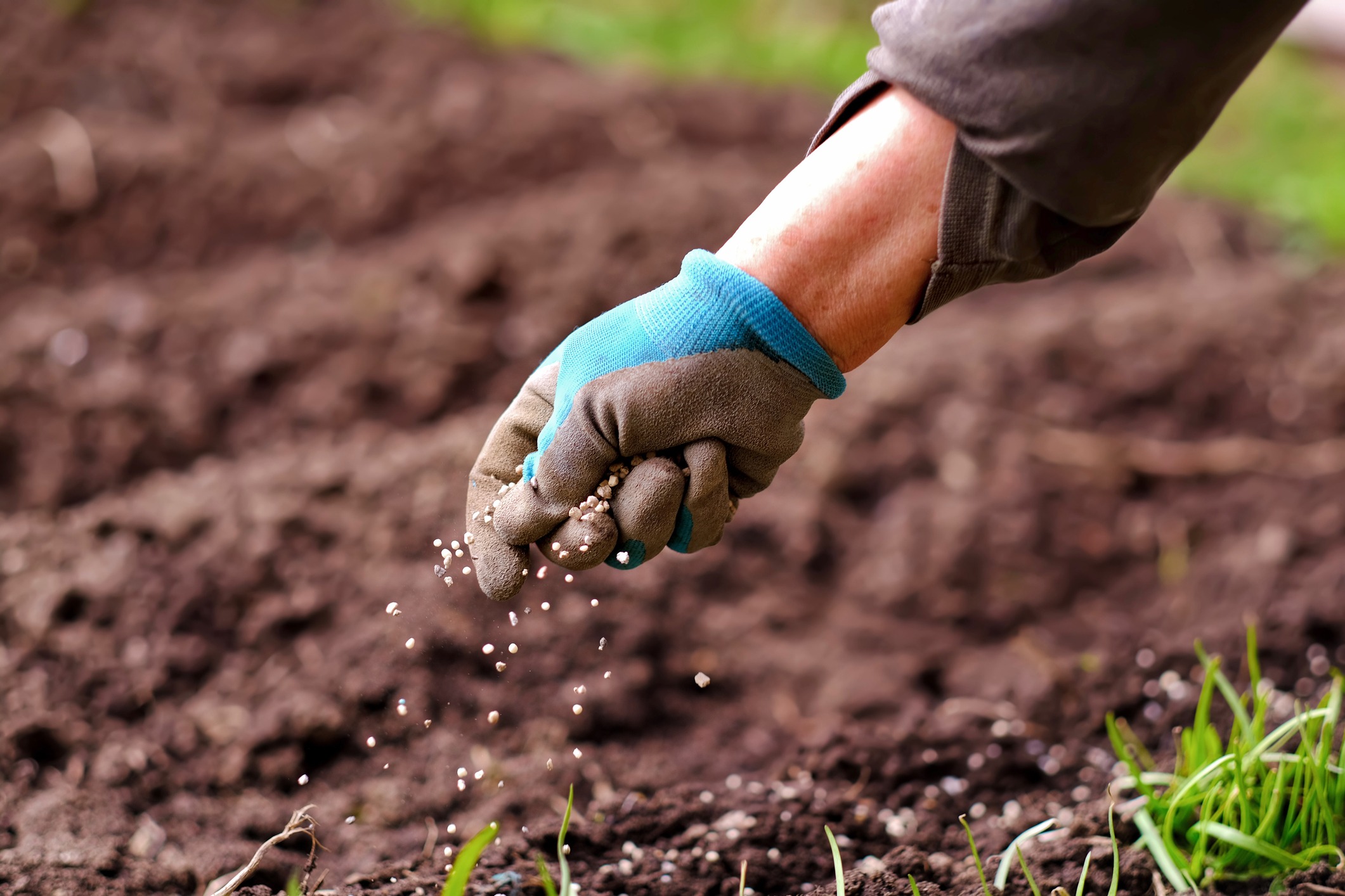 Hand spreading fertilizer on garden soil