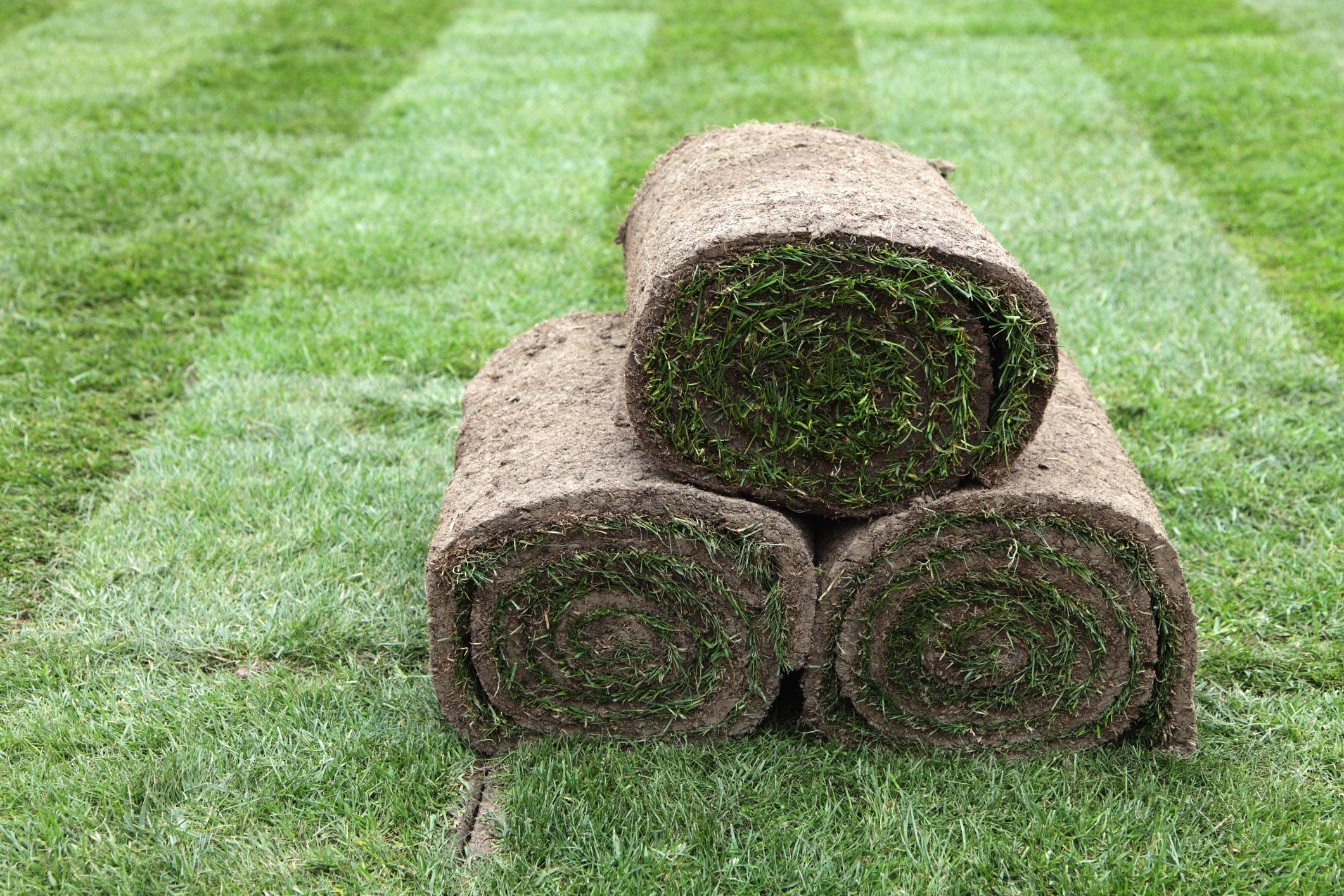 Stacked rolls of sod on grass lawn.