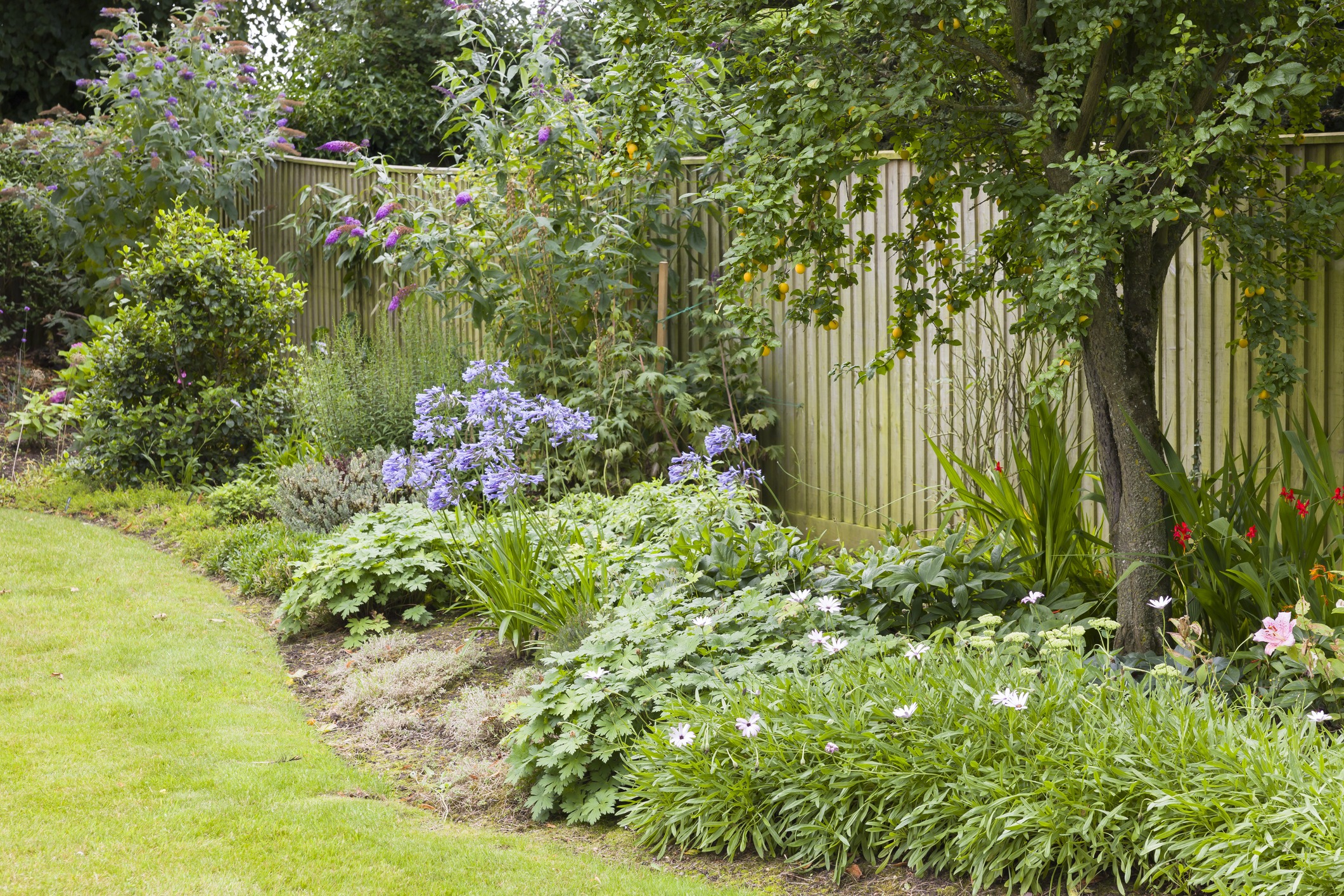 Lush garden with flowers and trees against a fence.