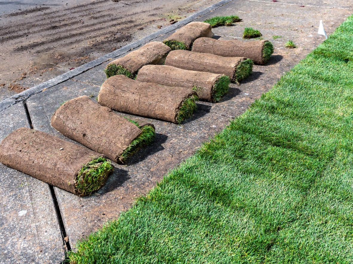 Rolls of sod on sidewalk for lawn installation.