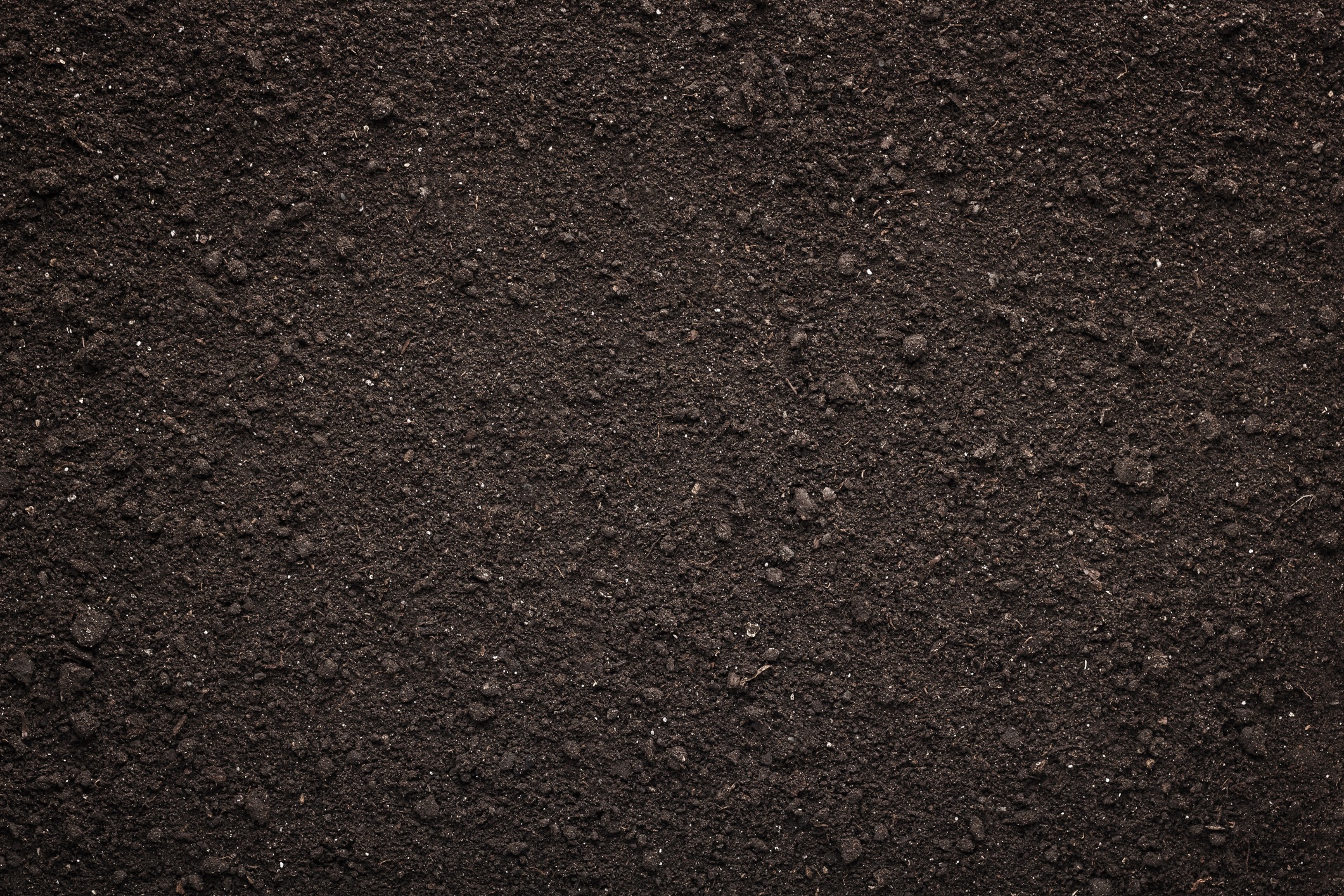 Close-up of dark, fertile soil texture.