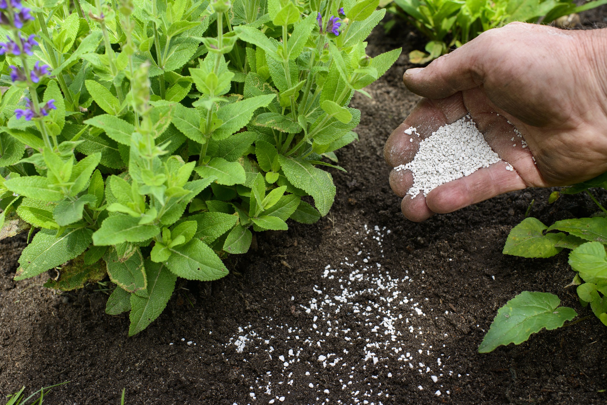 Hand applying fertilizer to garden soil.